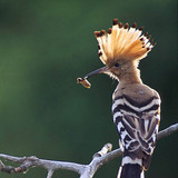 Hoopoe with catch