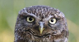 Chân dung con cú nhỏ