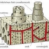 A csont lemezes szerkezete