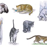 Hành vi của con mèo