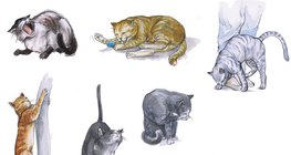 Hành vi của con mèo