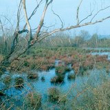 Hồ biến mất: đầm lầy