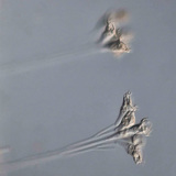 Sinh vật đơn bào Thallophyte (Epistilis sp.)