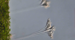 Sinh vật đơn bào Thallophyte (Epistilis sp.)