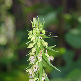Helleborine lá rộng