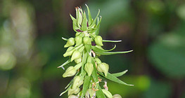 Helleborine lá rộng