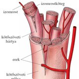 Az izom felépítése