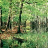 Hồ biến mất: vũng bùn