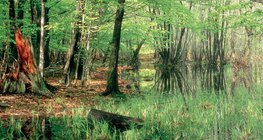 Hồ biến mất: vũng bùn