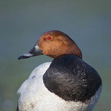 Pochard thường gặp (nam)