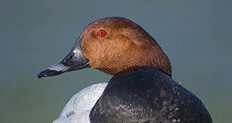 Pochard thường gặp (nam)