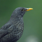 Common blackbird (male)