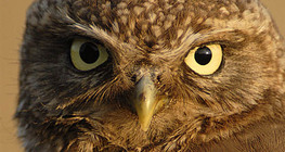 Chân dung con cú nhỏ