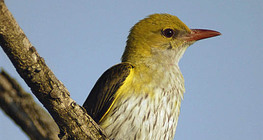 Chim vàng anh Á-Âu (con cái)