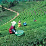 Trồng chè ở Nhật Bản