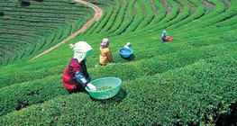 Trồng chè ở Nhật Bản