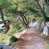 Thảm thực vật Địa Trung Hải