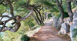 Thảm thực vật Địa Trung Hải