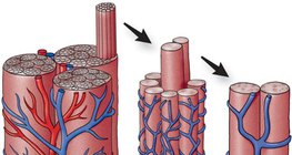 Mạng lưới mao mạch trong cơ bắp