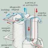 A gerincvelő egy részlete