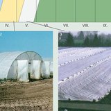 Cách sản xuất rau