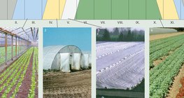 Cách sản xuất rau