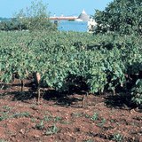 Terra Rossa, vùng đất điển hình của vùng đá vôi