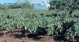 Terra Rossa, vùng đất điển hình của vùng đá vôi