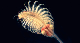 Động vật chân lá nước mặn