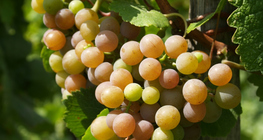 Chùm nho