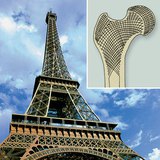 Cấu trúc chùm của tháp Eiffel và xương đùi
