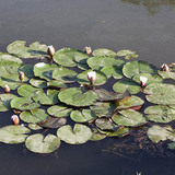 Hoa súng trắng châu Âu