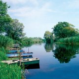 Sậy làm sạch nước chảy từ sông đến hồ