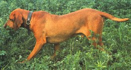 Vizsla Hungary
