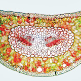 Mặt cắt ngang của lá thông Scots nhuộm màu đỏ Congo và & nbsp; chrysoidine (cellulose xuất hiện màu đỏ, lignin có màu vàng)