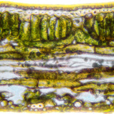 Phần của phiến lá