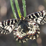 Southern Festoon