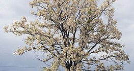 Cây Robinia đang nở hoa