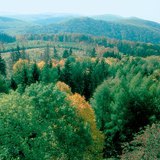 Rừng rụng lá, một quần xã sinh vật trên cạn được tìm thấy ở vùng ôn đới