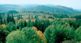 Rừng rụng lá, một quần xã sinh vật trên cạn được tìm thấy ở vùng ôn đới