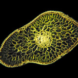 Mặt cắt ngang của lá linh sam bạc