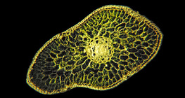 Mặt cắt ngang của lá linh sam bạc