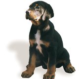 Chó săn Transylvanian