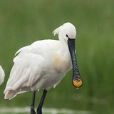 Eurasian spoonbill