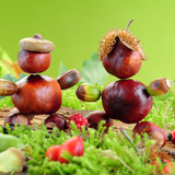 Đồ chơi được làm từ conkers và acorns