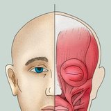 Cơ mặt (hoặc cơ bắt chước)