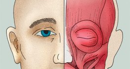 Cơ mặt (hoặc cơ bắt chước)