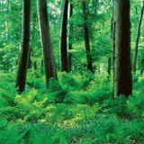 Rừng với sự phát triển của dương xỉ