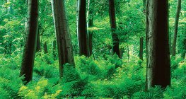 Rừng với sự phát triển của dương xỉ