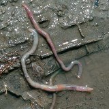 Death of earthworms after rain